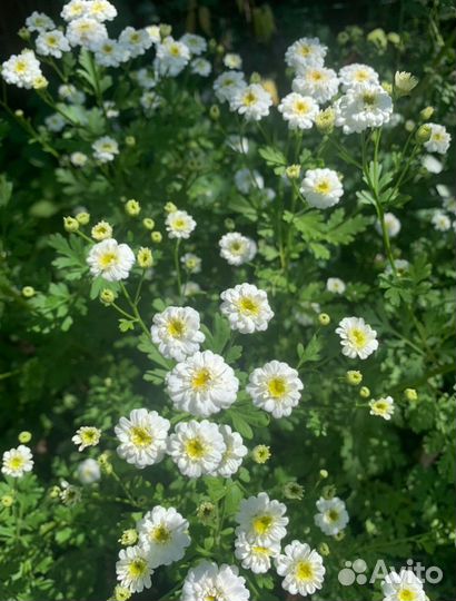 Пиретрум (ромашка махровая)