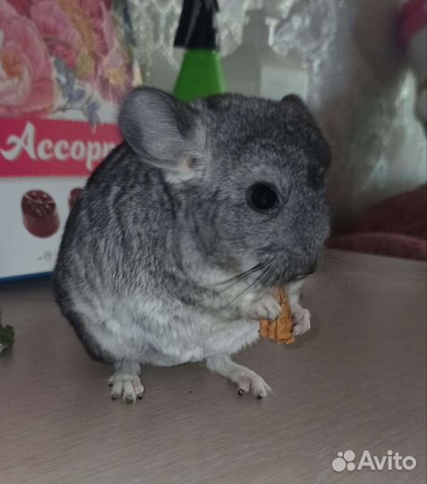 Шиншилла