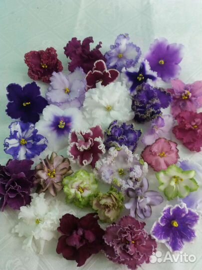 Сортовые фиалки