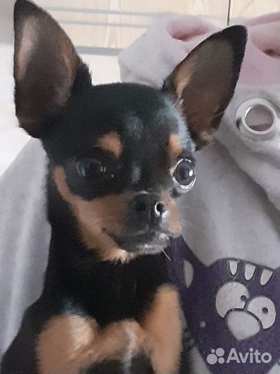 Жених ищет невесту