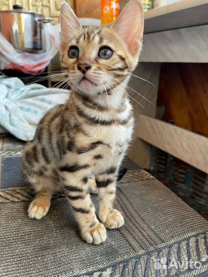 Бенгальские котята