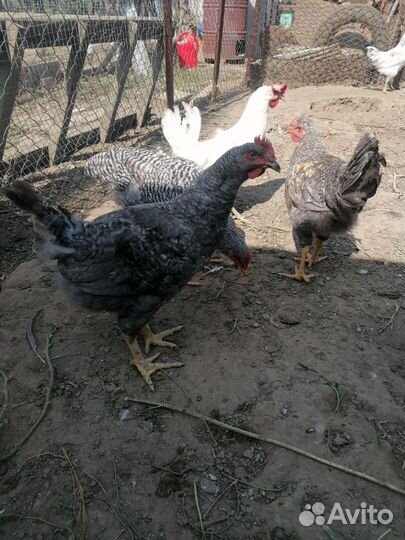 Цыплята петушки