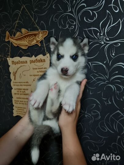 Сибирский хаски