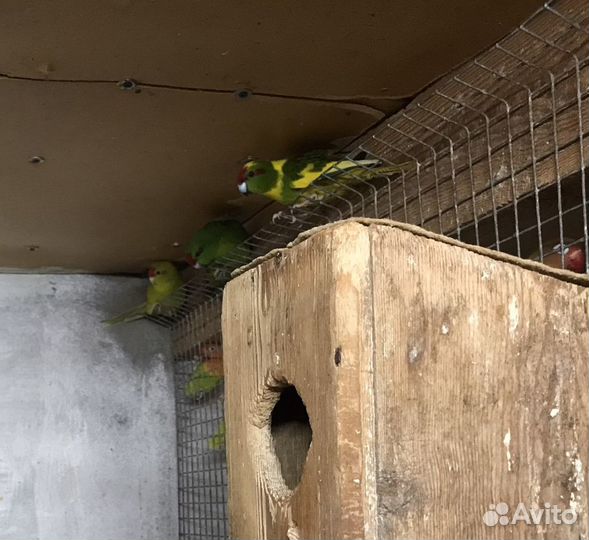 Попугаи Какарики птенцы