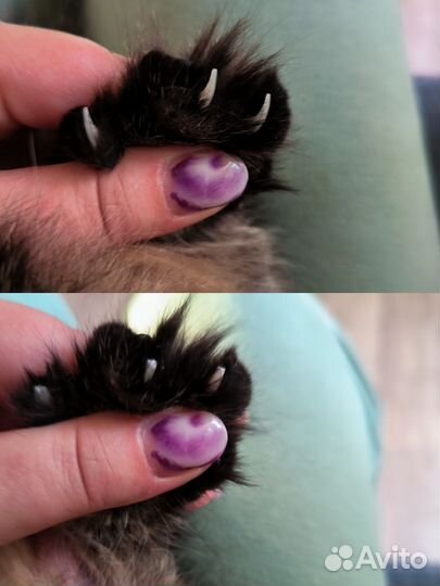 Груминг кошек на дому