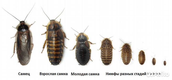 Аргентинский таракан