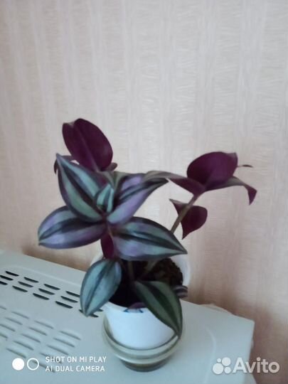 Традесканция