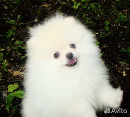 Щенки с родословной померанские шпицы