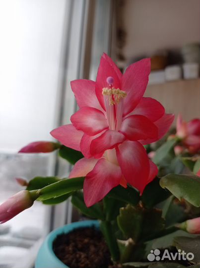 Фиалочка мини. Шлюмбергера(декабрист)