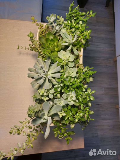 Композиция из суккулентов