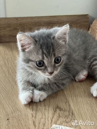 Котенок 2 месяца