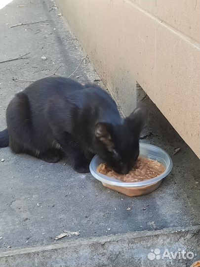 Нужна передержка или добрые руки для котика Чарли