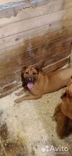 Шарпей(метис)