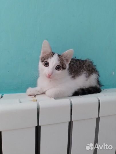 Котенок