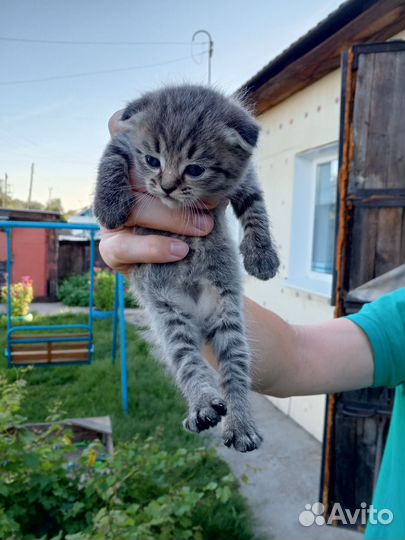 Шотландские котята