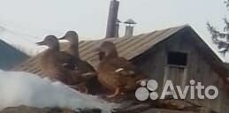 Дикая утка кряква