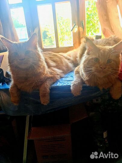 Мейн-куны 10 мес