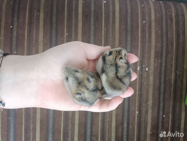 Джунгарский хомяк