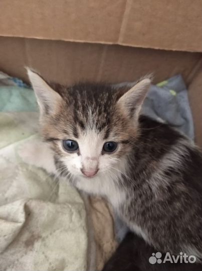 Котята в добрые руки бесплатно