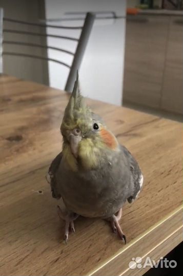 Говорящий попугай