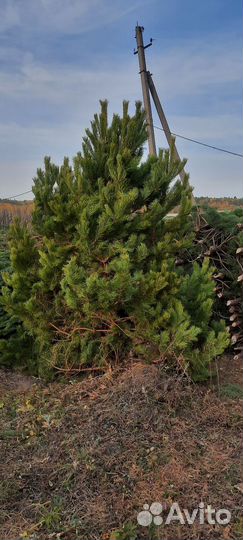 Новогодние сосны (ёлки ) оптом