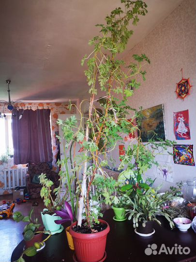 Продам цветы комнатные