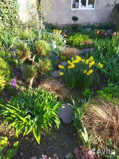 Уличные растения