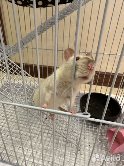 Крысы с клеткой