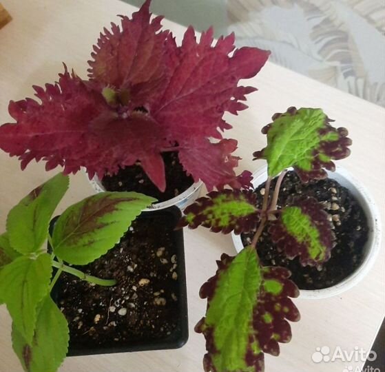 Колеусы вегетативные сортовые