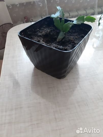 Декабрист шлюмбергера