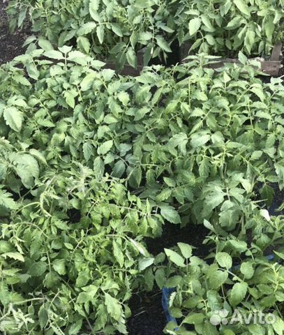 Рассада Томатов