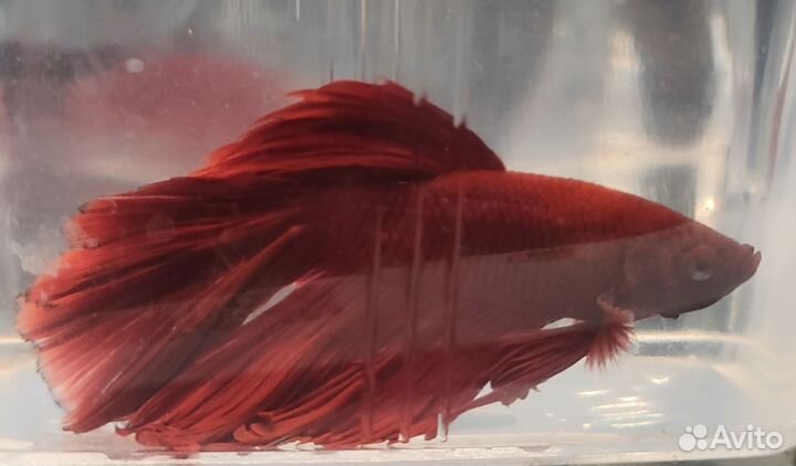 Рыбка петушок