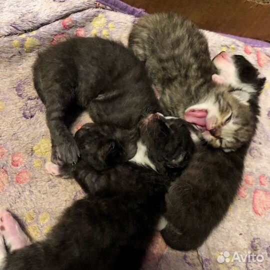 Котята донского Сфинкса