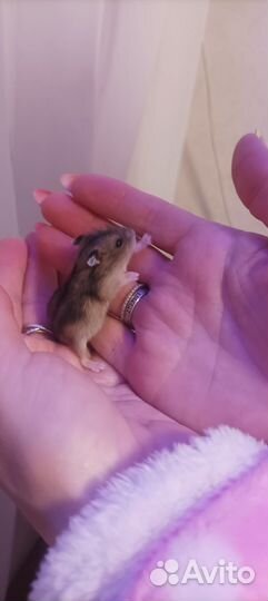 Джунгарский хомяк бесплатно