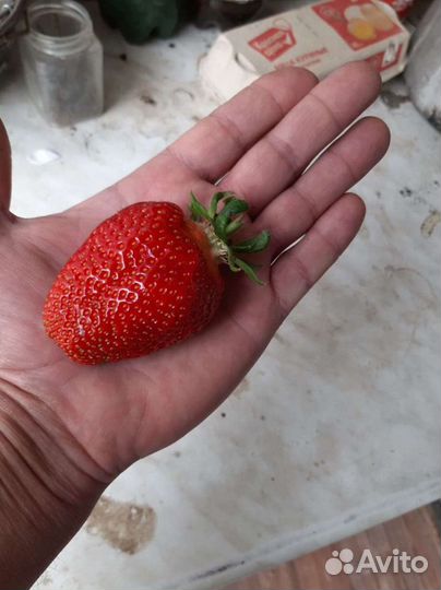 Рассада клубники