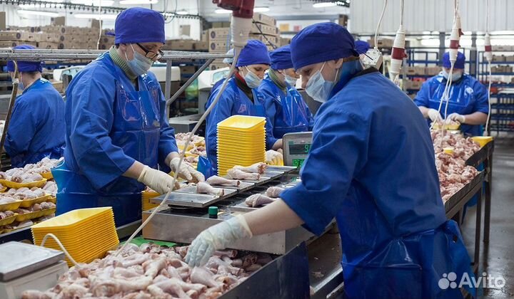 Работа вахтовым методом на птицефабрике с питанием