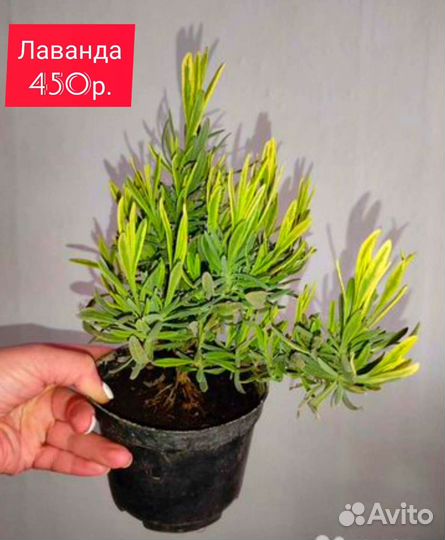 Саженцы Розмарин Жимолость Глициния Абутилон Туя