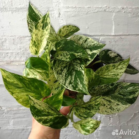 Сциндапсус 8 видов и филодендрон