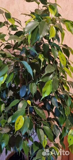 Живой фикус 
