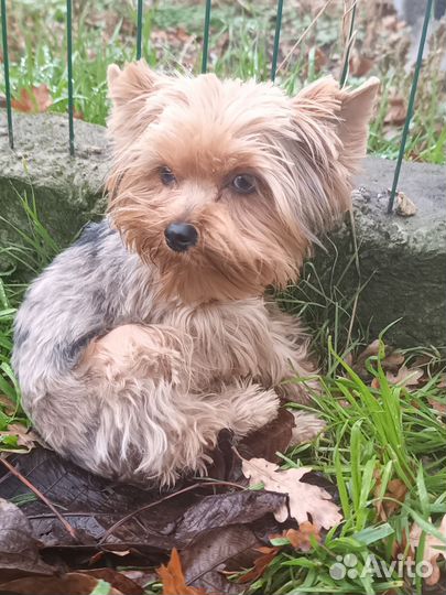 Йоркширский терьер мини