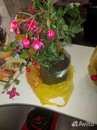 Фуксия цветок