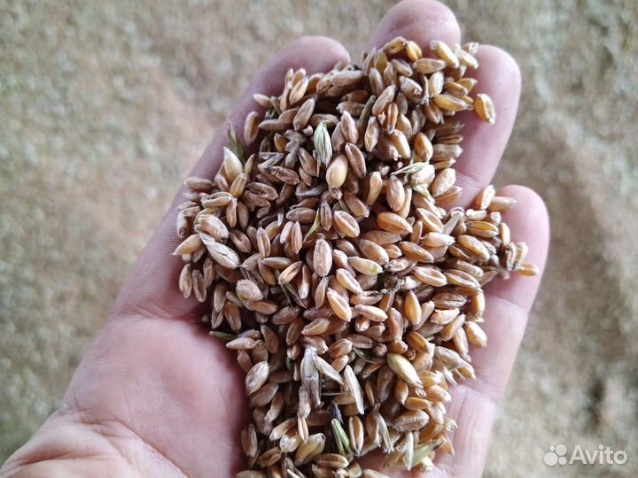 Пшеница