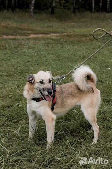 Собака в добрые руки