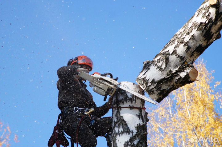 Спил деревьев