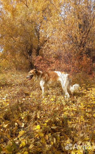 Щенки русской псовой борзой