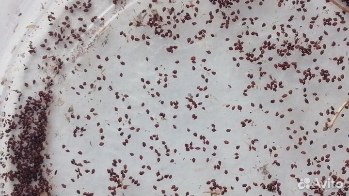 Тидея семена