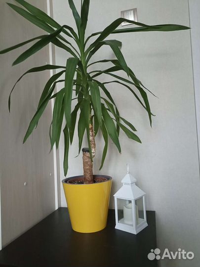 Комнатные цветы юкка