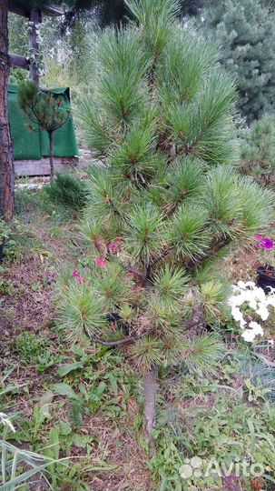 Кедр сибирский обычный и привитый