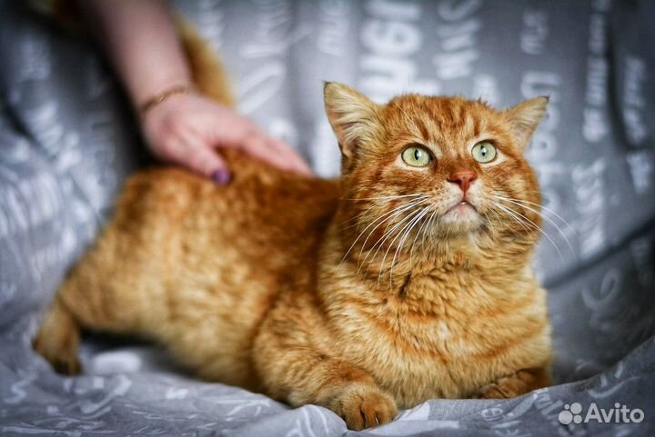 Коржик добряк