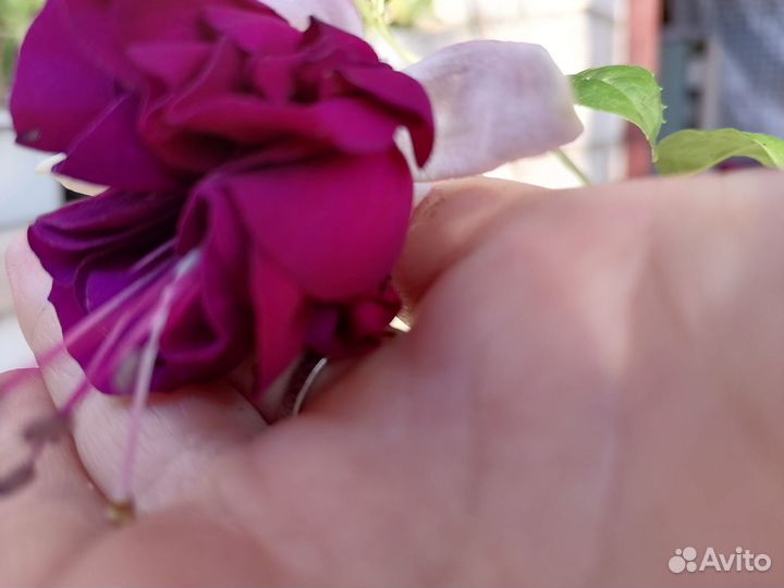 Сортовые фуксии